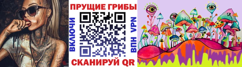 как найти   Кодинск  Псилоцибиновые грибы GOLDEN TEACHER 